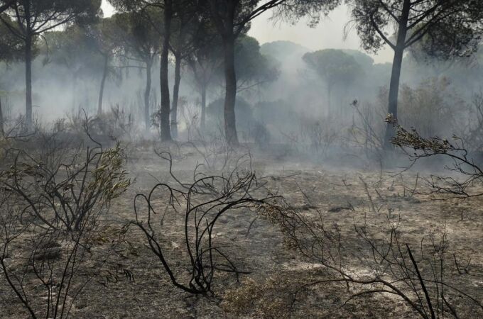 El incendio en el entorno de Doñana calcinó casi 8.500 hectáreas