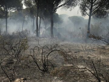 El incendio en el entorno de Doñana calcinó casi 8.500 hectáreas