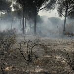El incendio en el entorno de Doñana calcinó casi 8.500 hectáreas