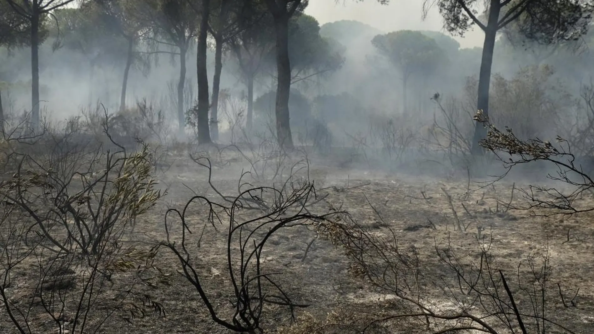 El incendio en el entorno de Doñana calcinó casi 8.500 hectáreas