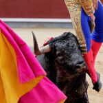 El diestro Rubén Pinar es cogido por el toro durante la corrida del "Día de la Hispanidad"hoy en Las Ventas. EFE/ Victor Lerena