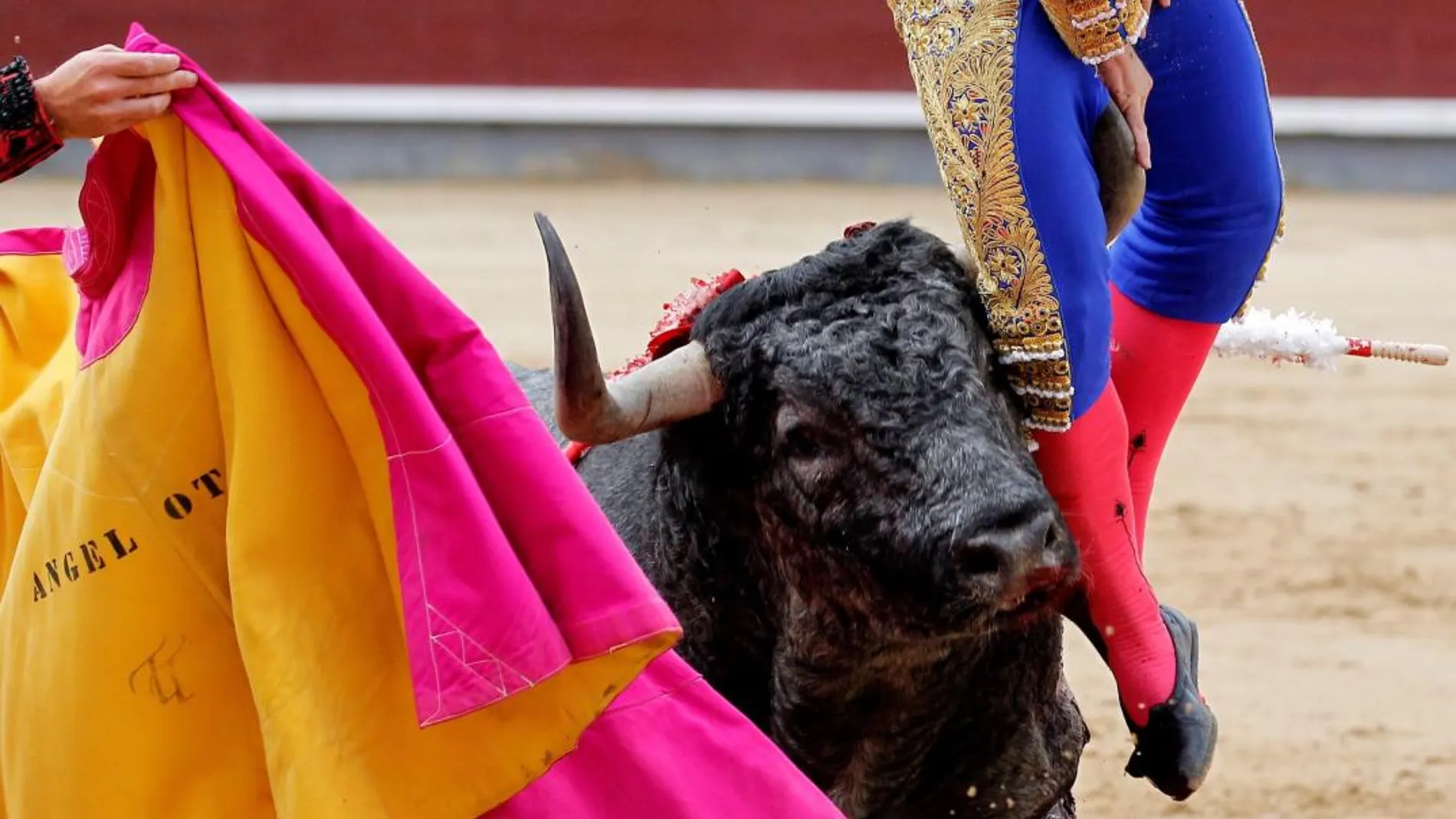 El diestro Rubén Pinar es cogido por el toro durante la corrida del "Día de la Hispanidad"hoy en Las Ventas. EFE/ Victor Lerena