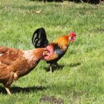 La comunicación de la gallina también es bastante compleja