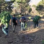 2.320 plantas de marihuana para «autoconsumo» es lo que alegaron los detenidos de la aldea tras la incautación de las plantas en el Parque Natural
