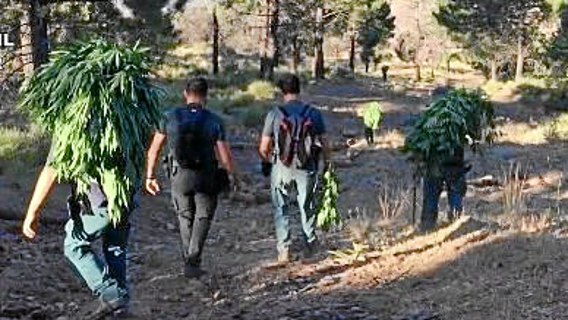 2.320 plantas de marihuana para «autoconsumo» es lo que alegaron los detenidos de la aldea tras la incautación de las plantas en el Parque Natural