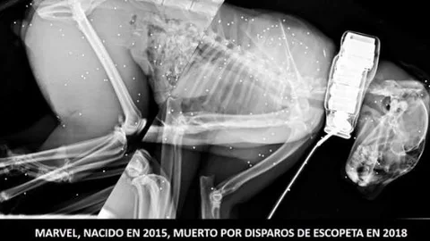 Matan a un lince ibérico de tres años de un disparo «a bocajarro»