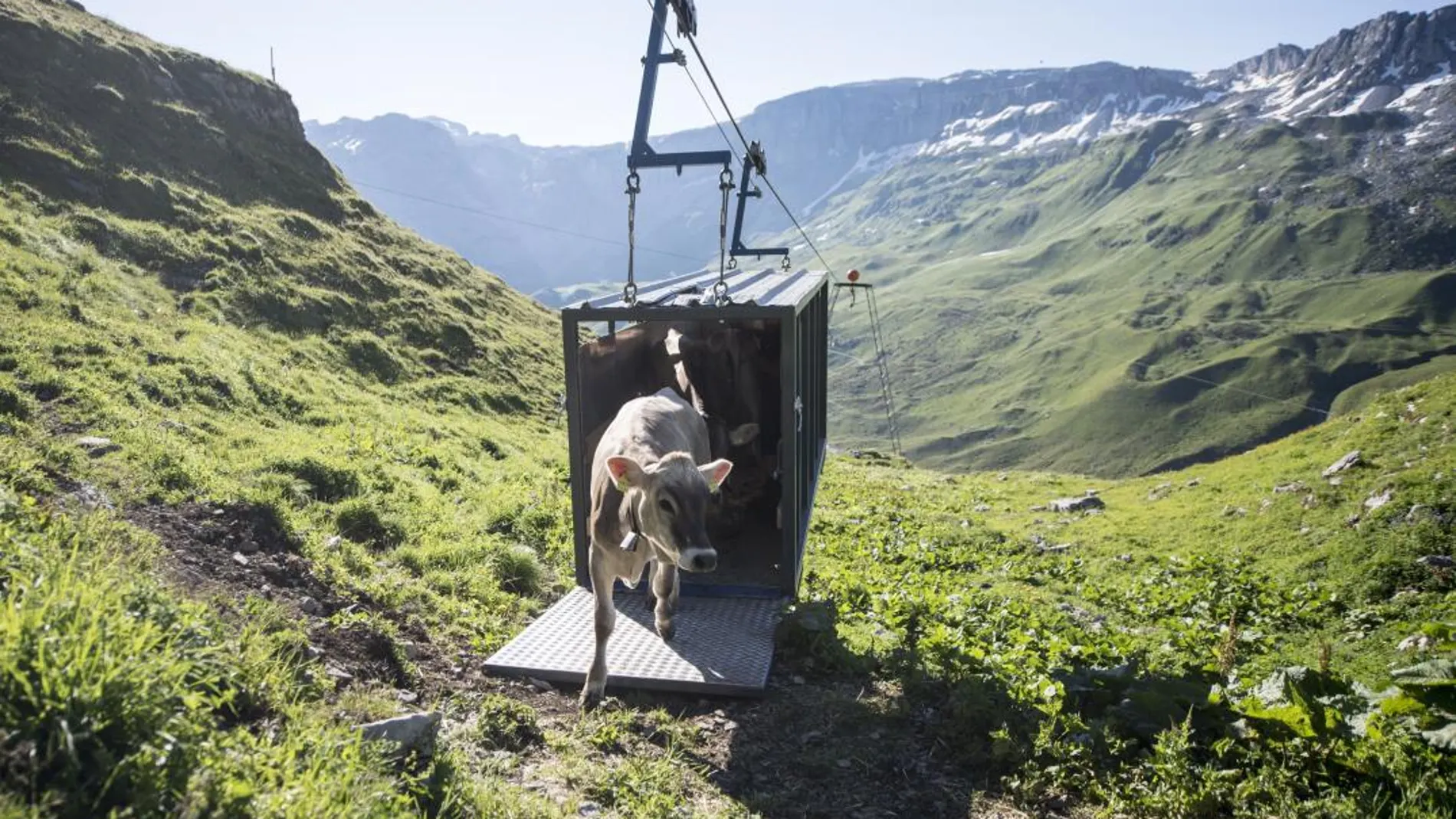 Una vaca sale del teleférico