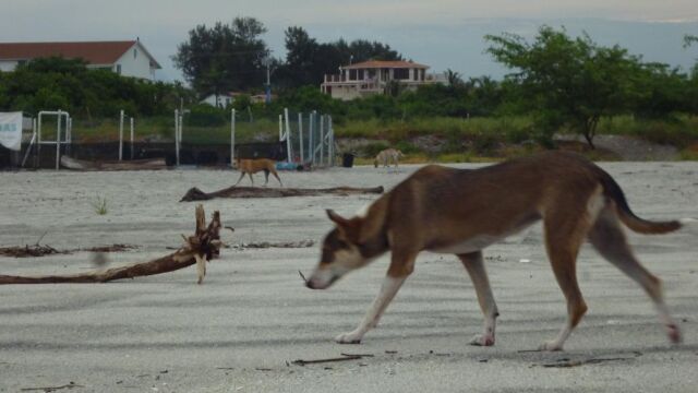 Fotografía sin fecha cedida este 12 de octubre por la Fundación Tortuguía de varios perros que deambulan por la playa de Punta Chame (Panamá) en busca de tortugas y sus huevos
