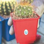 Cactus, protagonistas de los jardines de bajo consumo