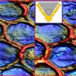 El CSIC perfecciona la visión de lo más pequeño