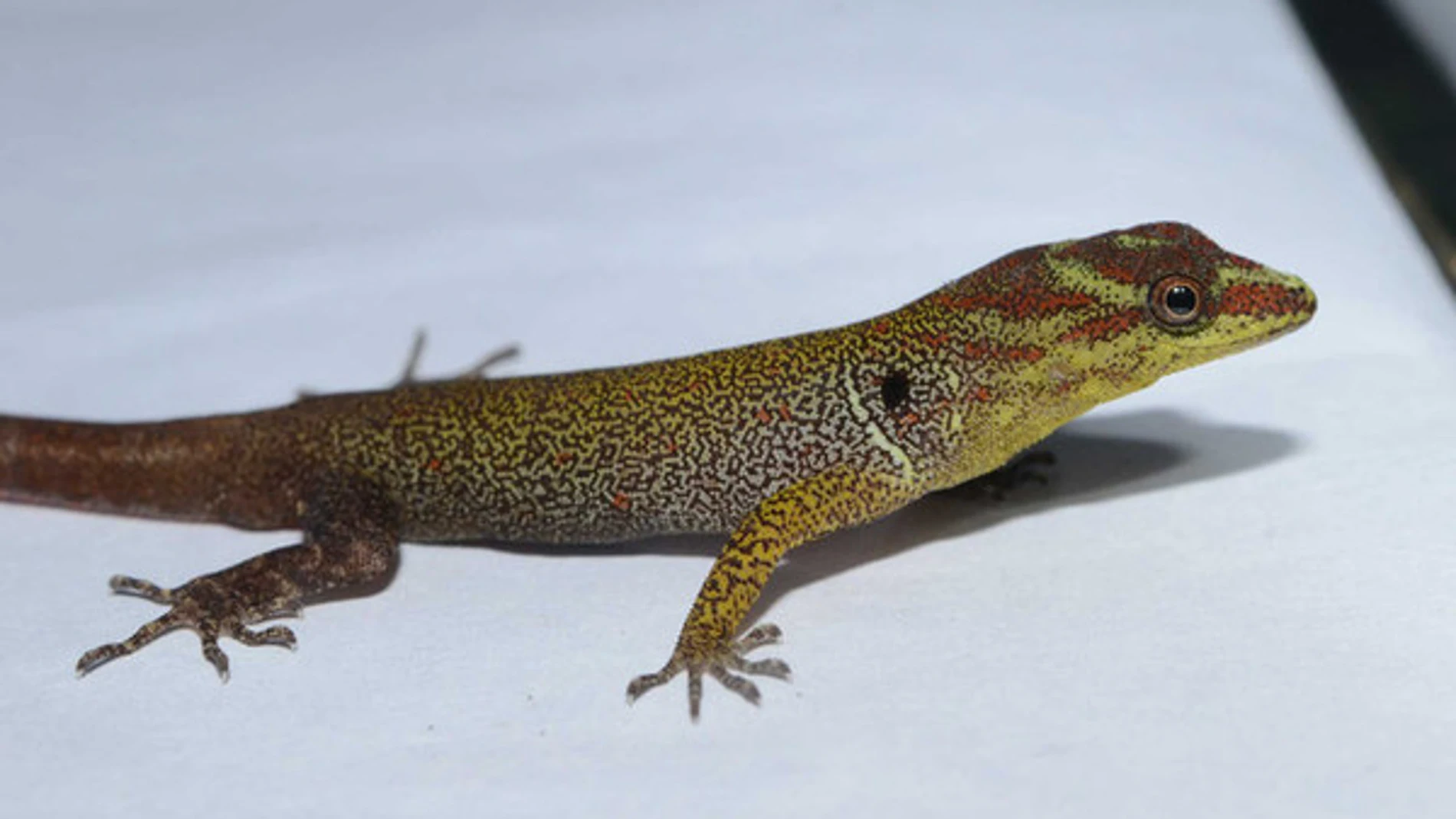 Un ejemplar de Gonatodes humeralis en Trinidad. / Timothy Higham, UC Riverside