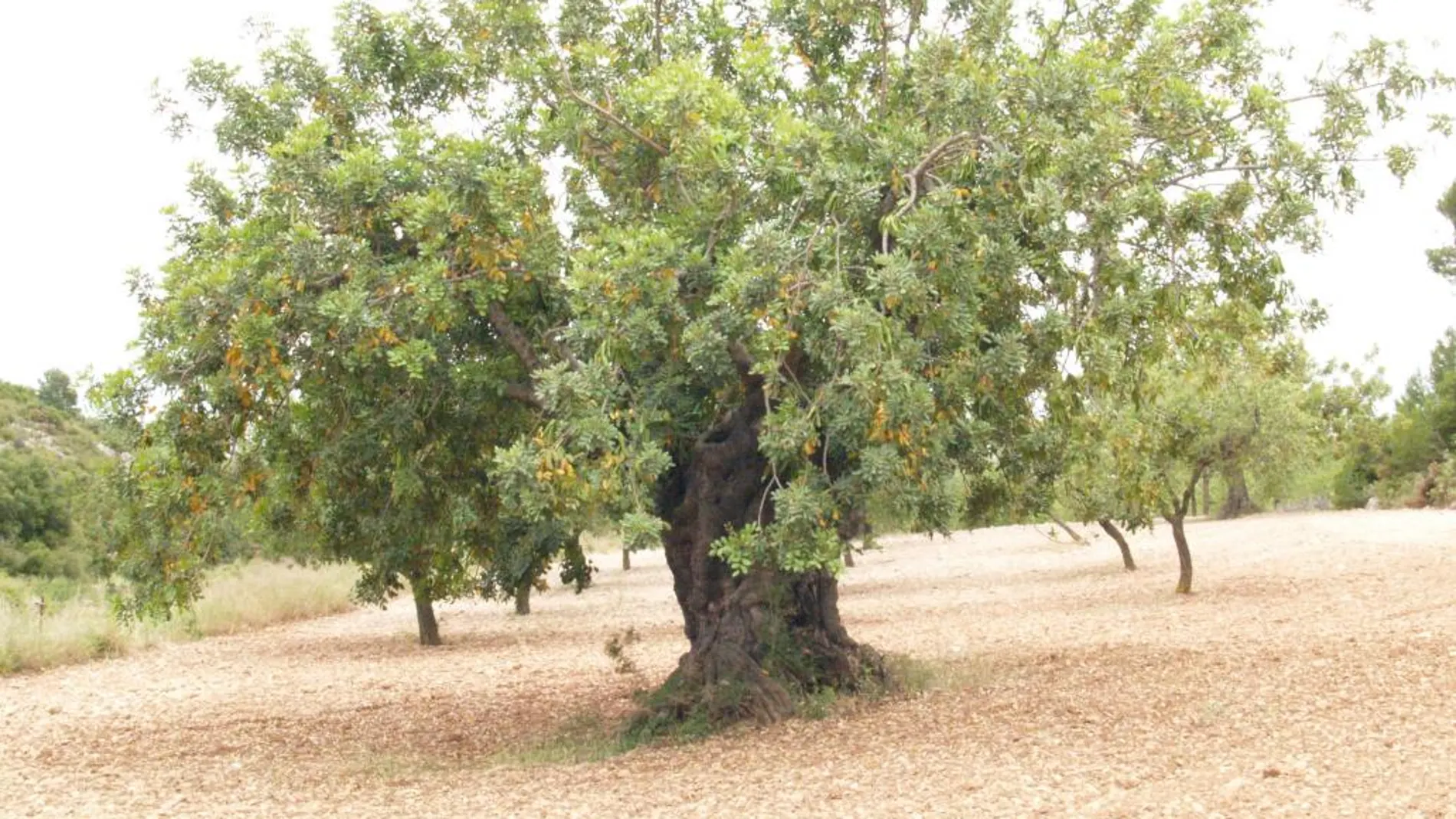 La falta de rentabilidad y el «boom» urbanístico, dos de las razones del descenso de este cultivo