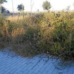 Las zonas verdes de Valdebebas carecen de mantenimiento