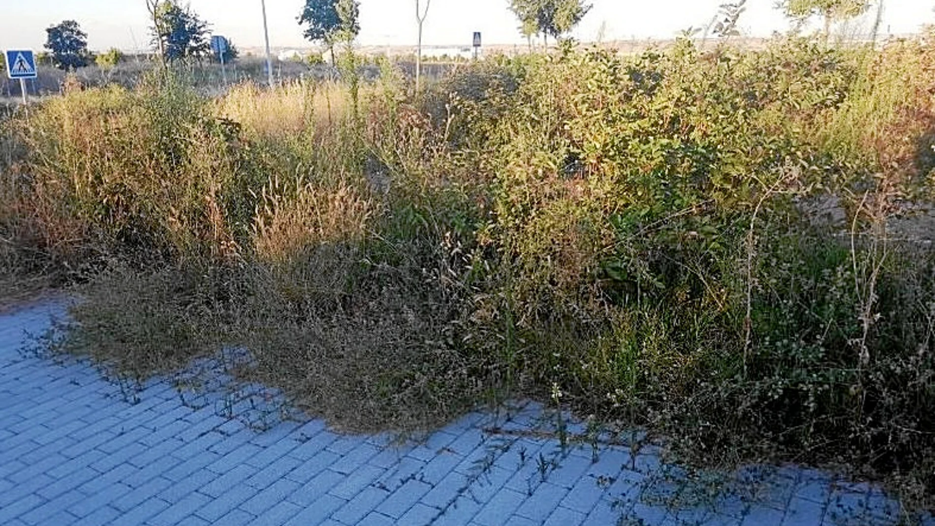 Las zonas verdes de Valdebebas carecen de mantenimiento