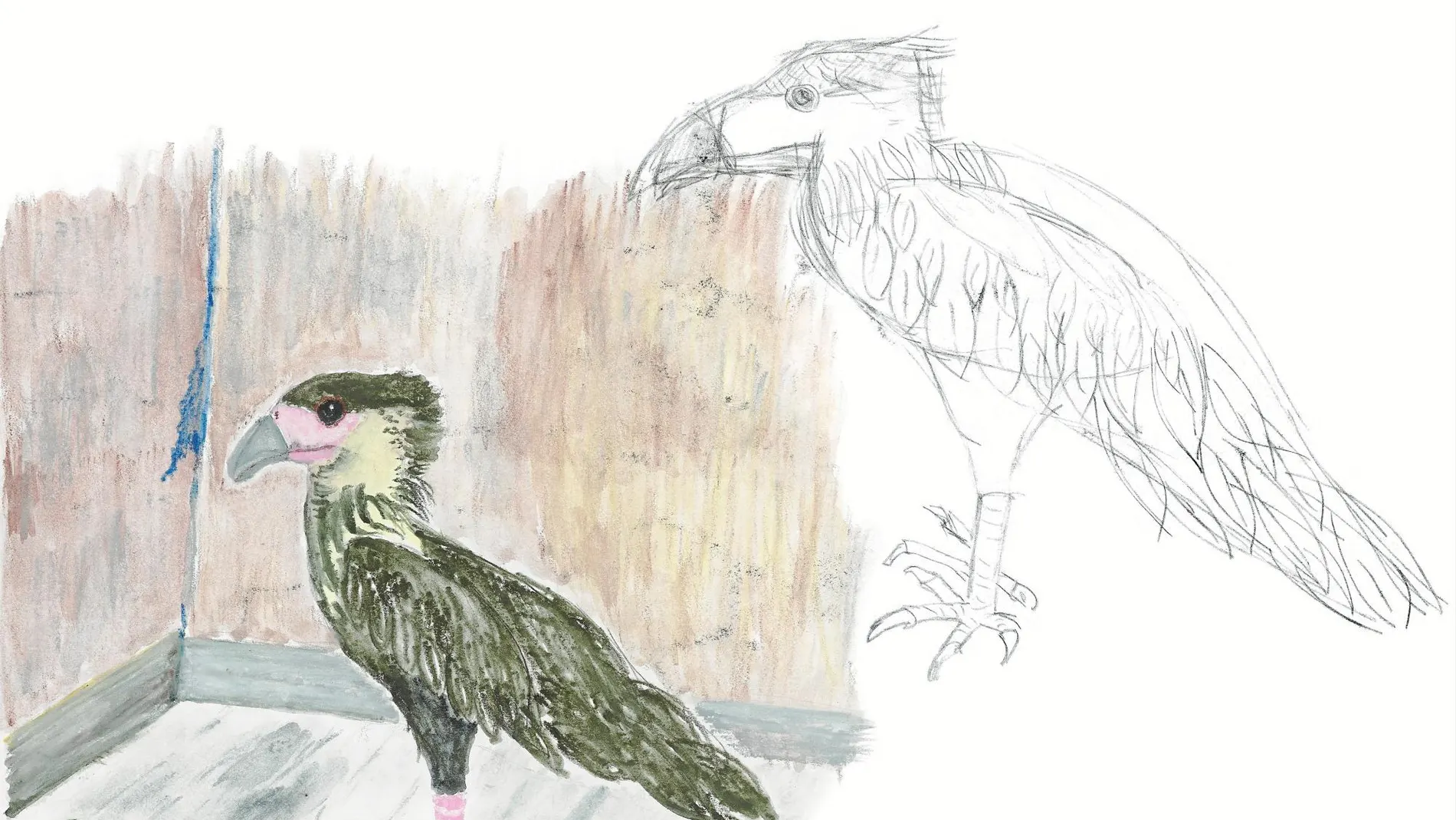 Los dibujos de Leopoldo López corresponden a sus años en la prisión militar de Ramo Verde como los pájaros que observan la naturaleza, estáticos sin alzar el vuelo.