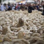Ovejas en una fiesta de la trashumancia en Madrid