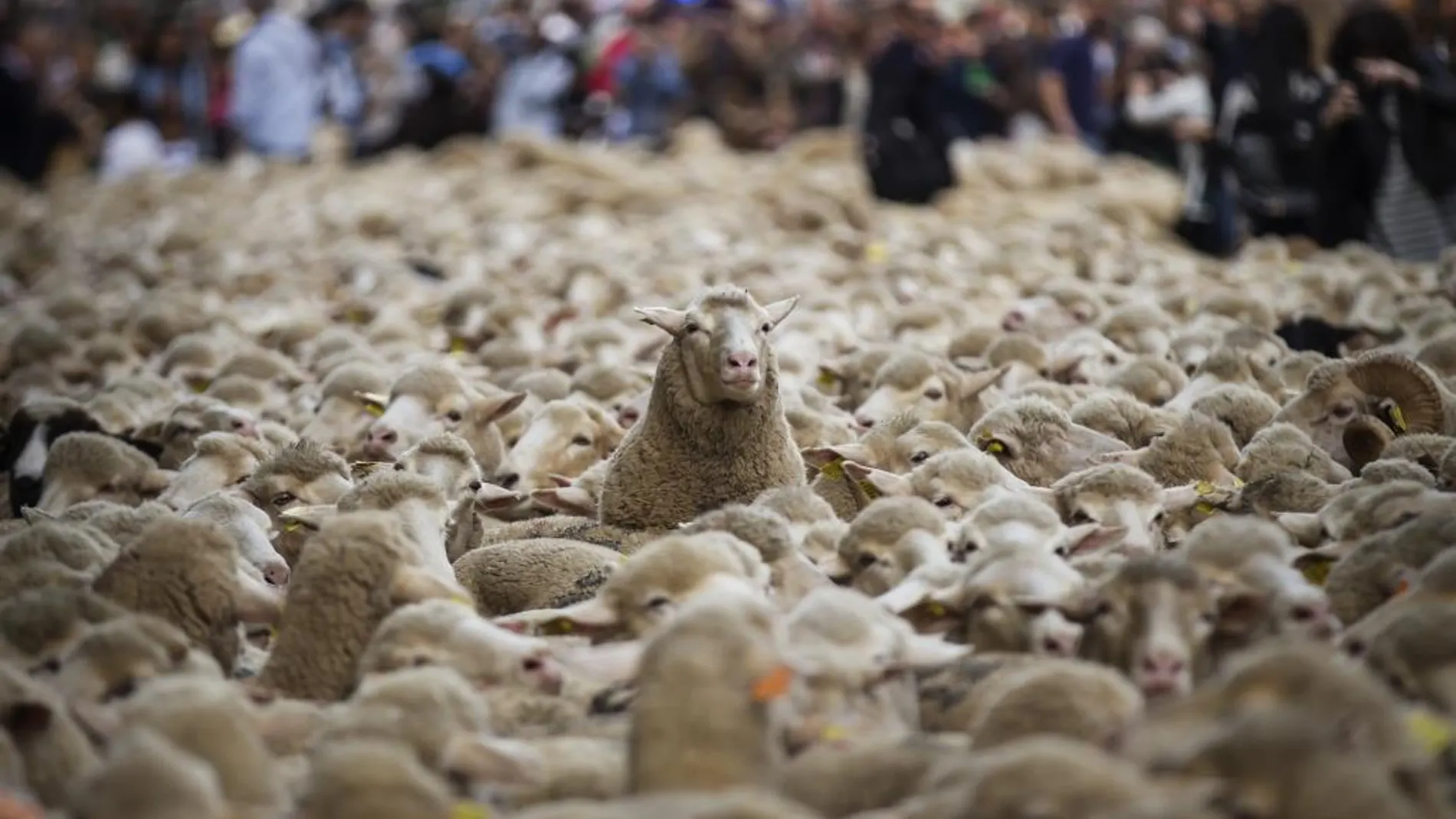 Ovejas en una fiesta de la trashumancia en Madrid