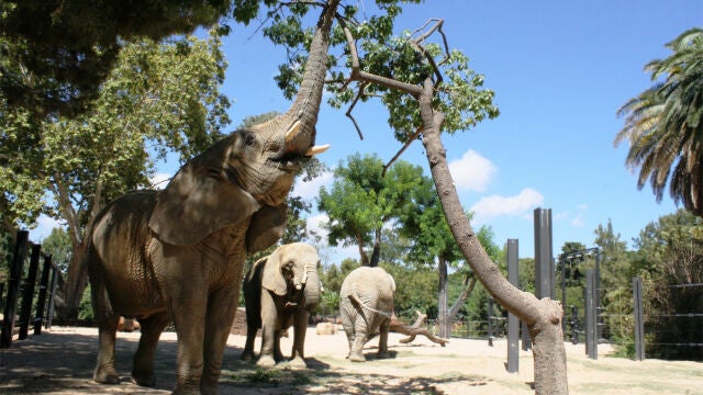 El Zoo de Barcelona tiene hoy tres elefantes, pero cuando mueran no volverá a tener este animal