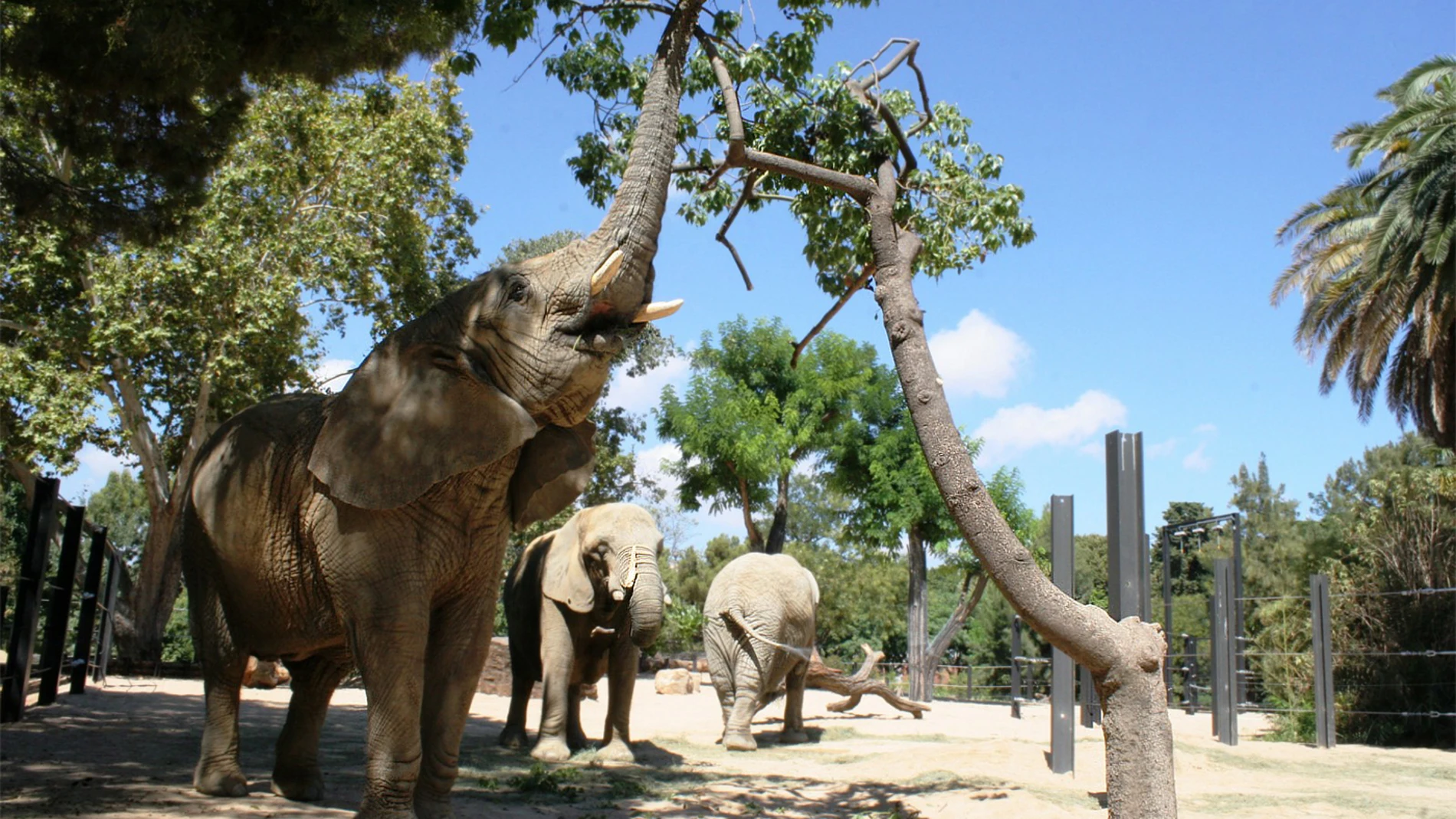 El Zoo de Barcelona tiene hoy tres elefantes, pero cuando mueran no volverá a tener este animal