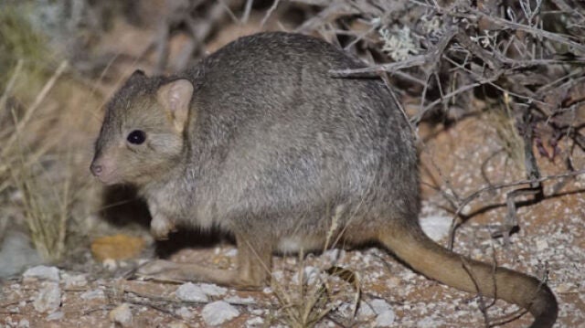 Los investigadores introdujeron 352 ratas canguro con cuatro gatos domésticos machos esterilizados para entrenarlas