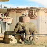 Cuando Parques Reunidos emprenda la remodelación del recinto de los elefantes deberán desaparecer los elementos ajenos «de cartón-piedra». Fotos: Cristina Bejarano