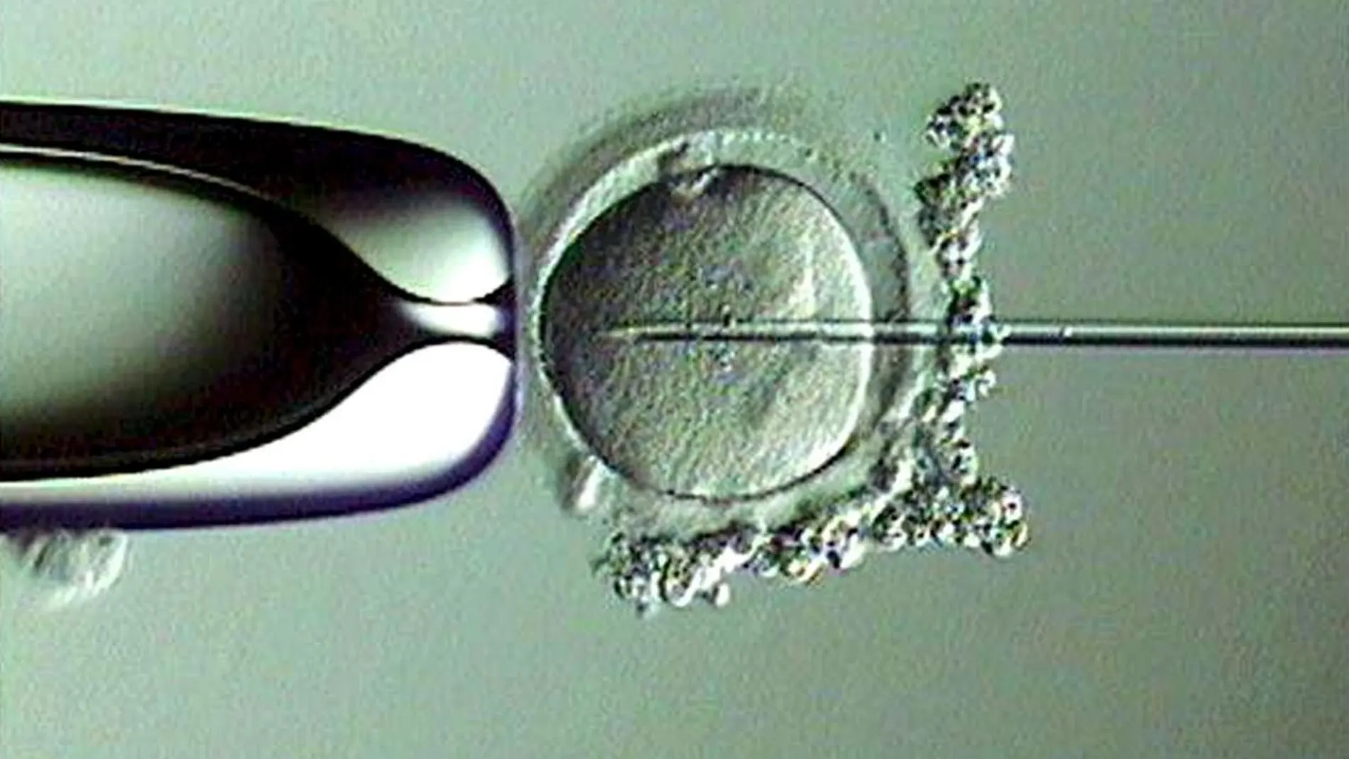 La edad del varón no influye en la calidad del semen ni en los procesos de reproducción asistida