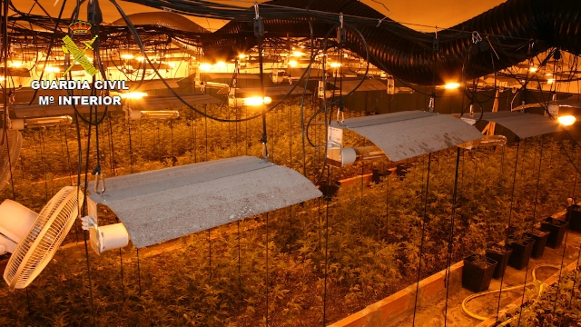 Imagen de la plantación "indoor", una de las más grandes localizadas en Cataluña