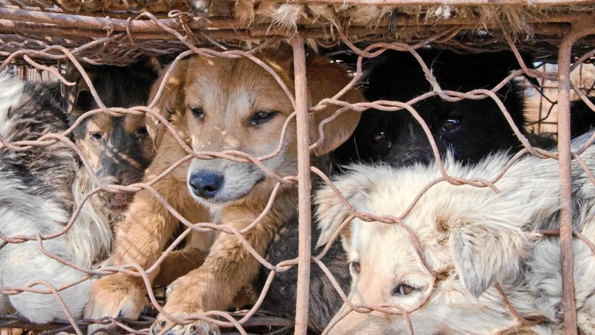 Algunos perros hacinados en jaulas, cuya carne y piel cuentan con un amplio mercado en China
