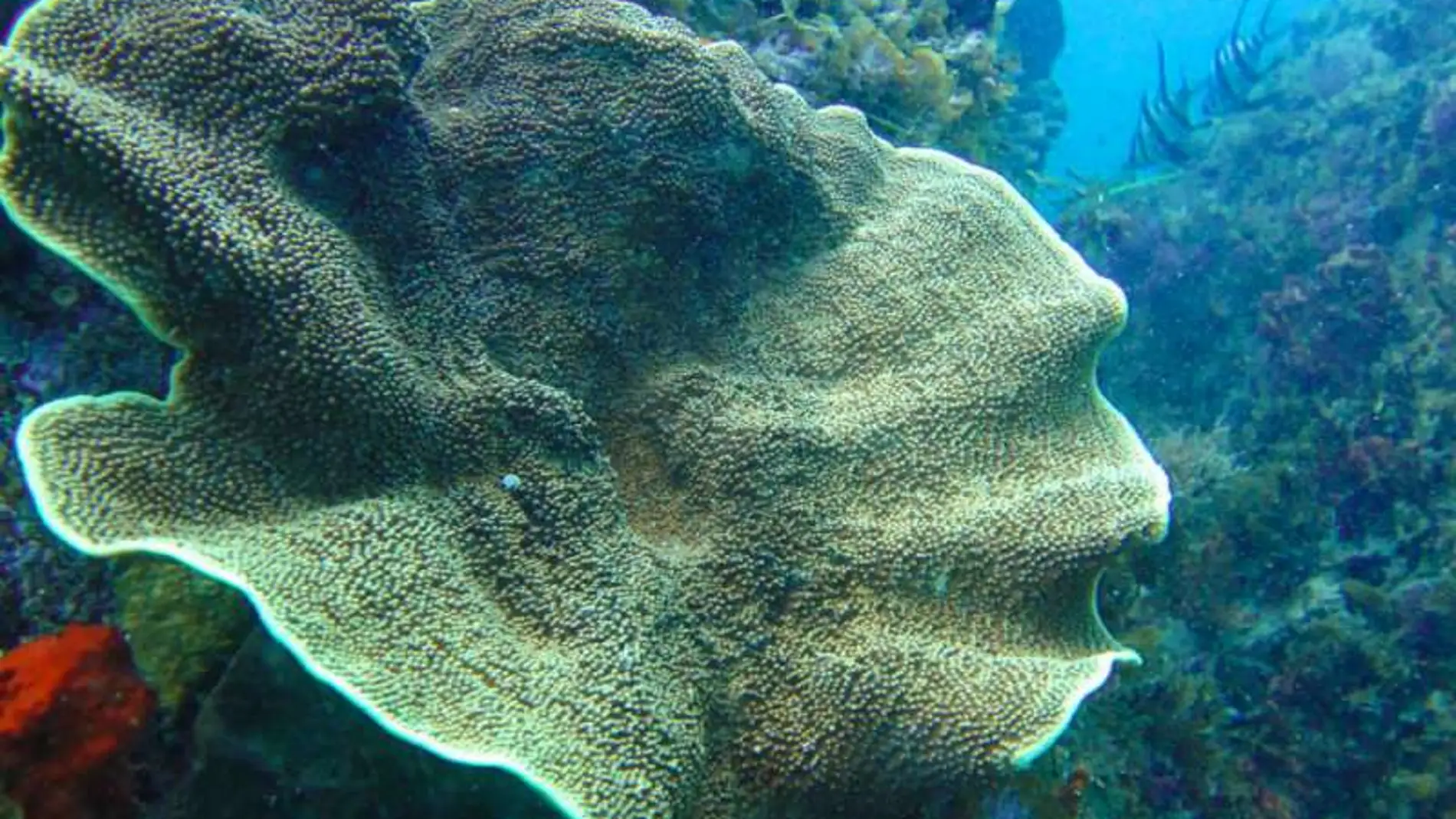 Corales en los arrecifes de la bahía Bremer, objeto del estudio / phys.org
