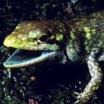 Prasinohaema prehensicauda es un lagarto de sangre verde con altas concentraciones de biliverdina, un pigmento verde y tóxico de la bilis, en las tierras altas de Papúa Nueva Guinea. / Chris Austin, LSU