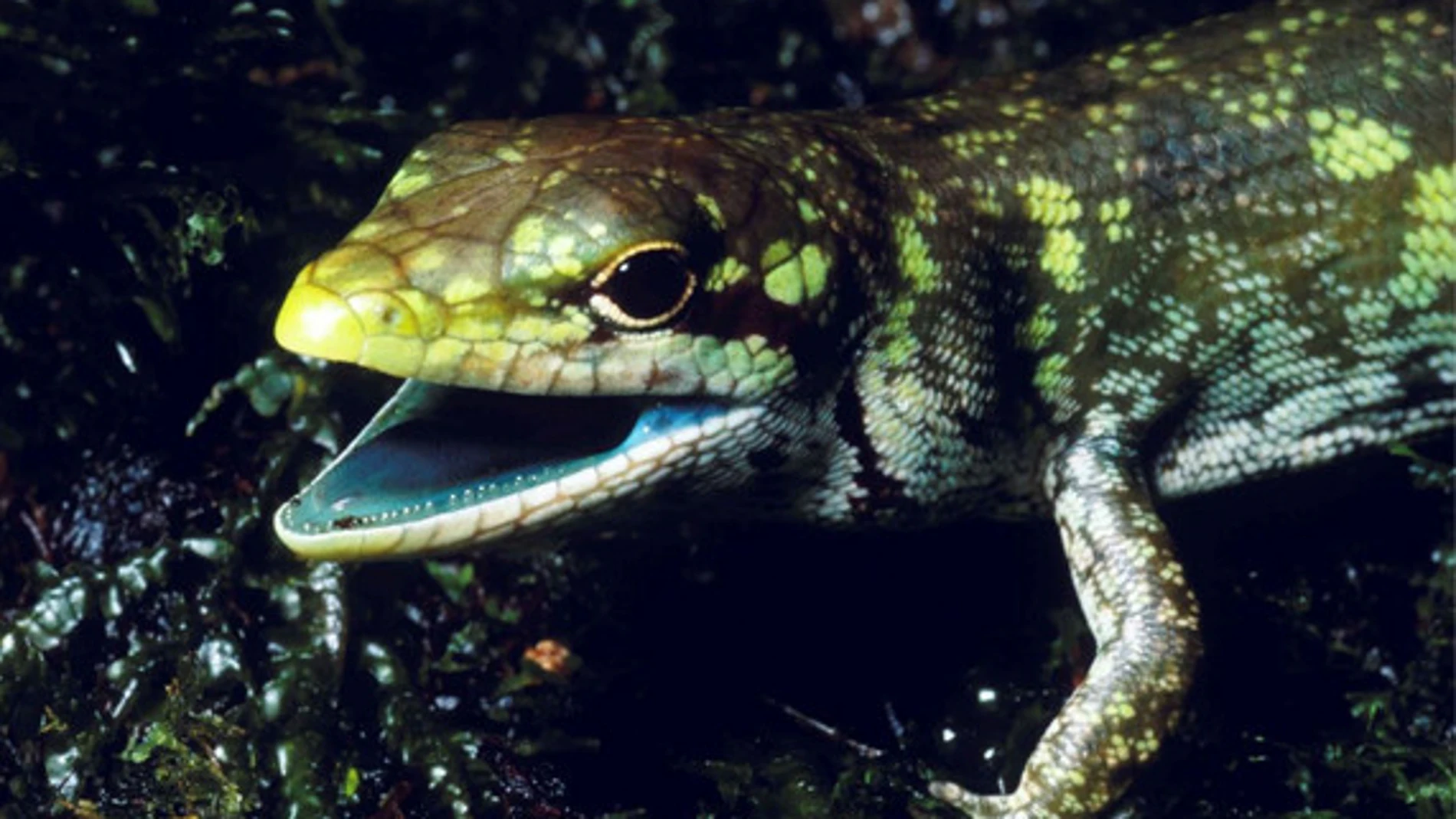 Prasinohaema prehensicauda es un lagarto de sangre verde con altas concentraciones de biliverdina, un pigmento verde y tóxico de la bilis, en las tierras altas de Papúa Nueva Guinea. / Chris Austin, LSU
