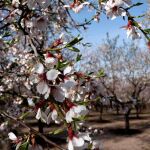 El Imida emplea feromonas en las copas de los almendros para confundir sexualmente a los ejemplares machos de las avispillas y evitar su reproducción y la plaga