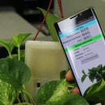 El sensor se clava en el suelo de la planta o cultivo y envía los datos al teléfono móvil. / URV