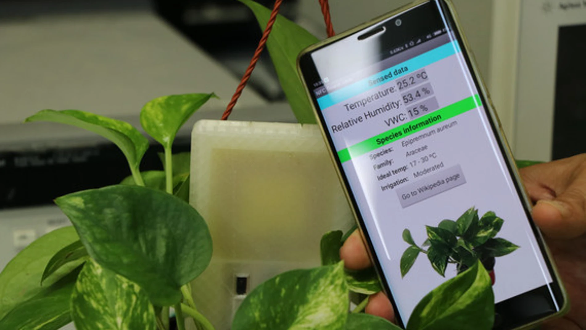 El sensor se clava en el suelo de la planta o cultivo y envía los datos al teléfono móvil. / URV