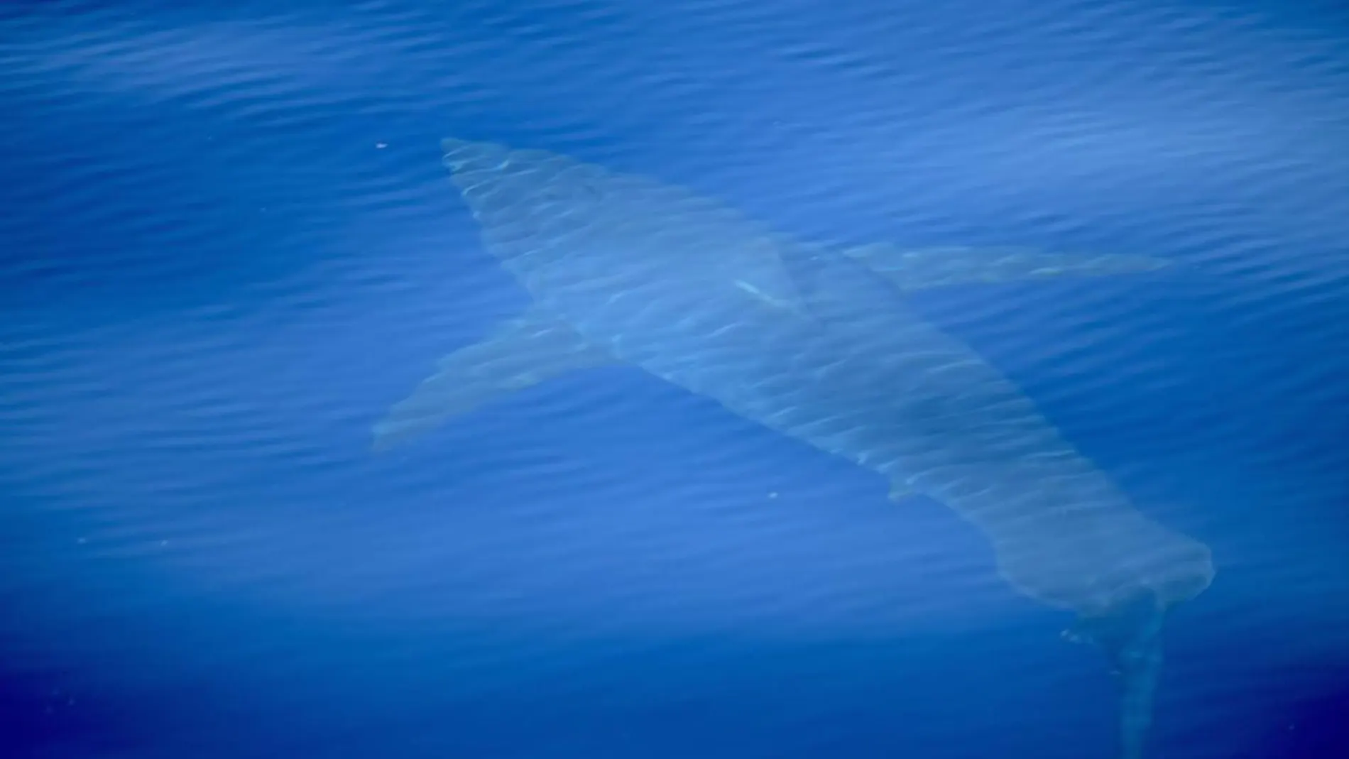 Imagen del tiburón blanco fotografiado/ Alnitak