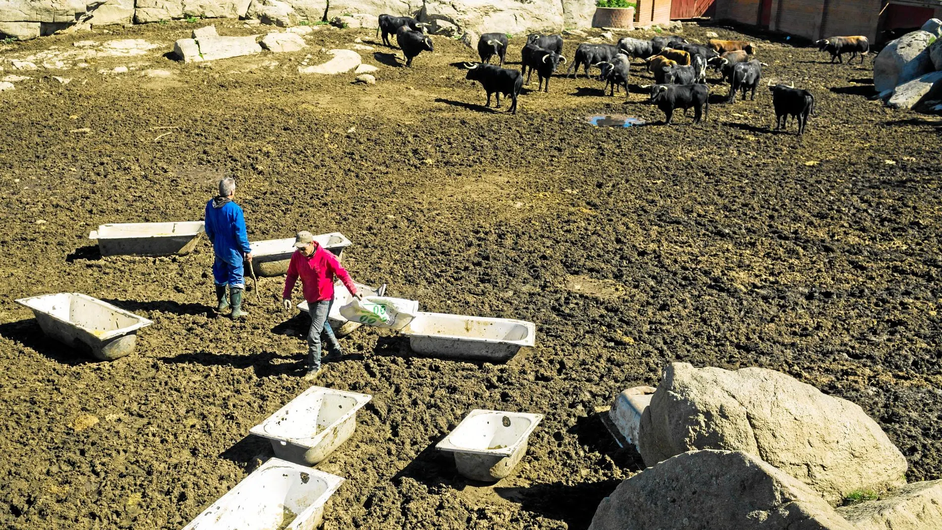 «Si respetas su espacio, los toros te respetan también. Sin embargo, nunca te puedes confiar, hay que tener un ojo en algún sitio donde subirse». Fotos: Alberto R. Roldán