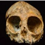 Alesi vivió hace 13 millones de años en Áfrca