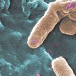 España encabeza las resistencias bacterianas