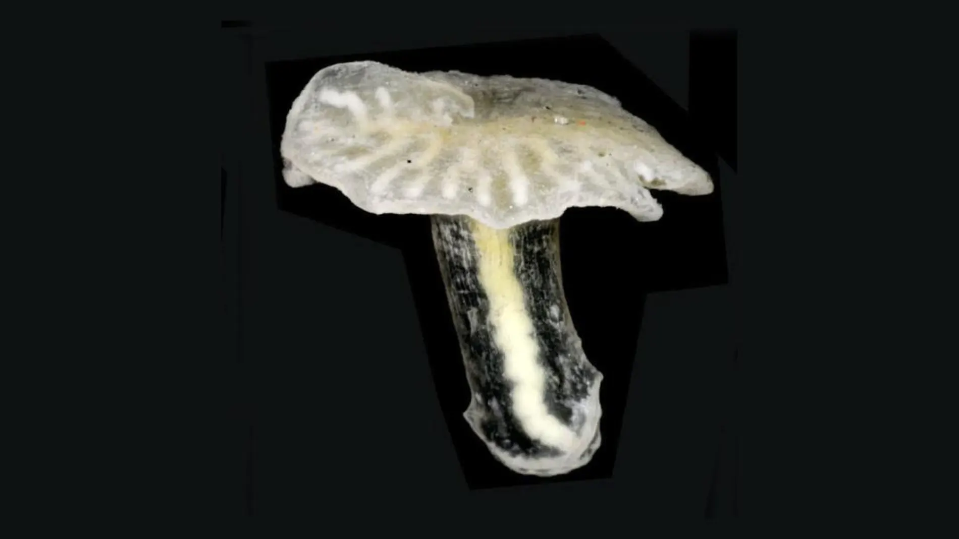 Una medusa, en una imagen de archivo