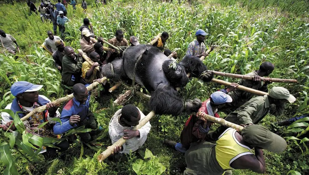 Un gorila muerto es transportado por varias personas.