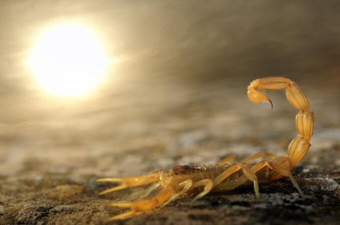 Los escorpiones regulan el poder de su veneno en función de su presa