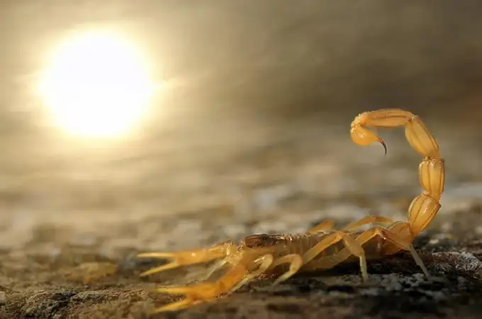 ¿Qué hacer si te pica un escorpión? Arranca la temporada de estos insectos en España