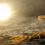 Los escorpiones regulan el poder de su veneno en función de su presa
