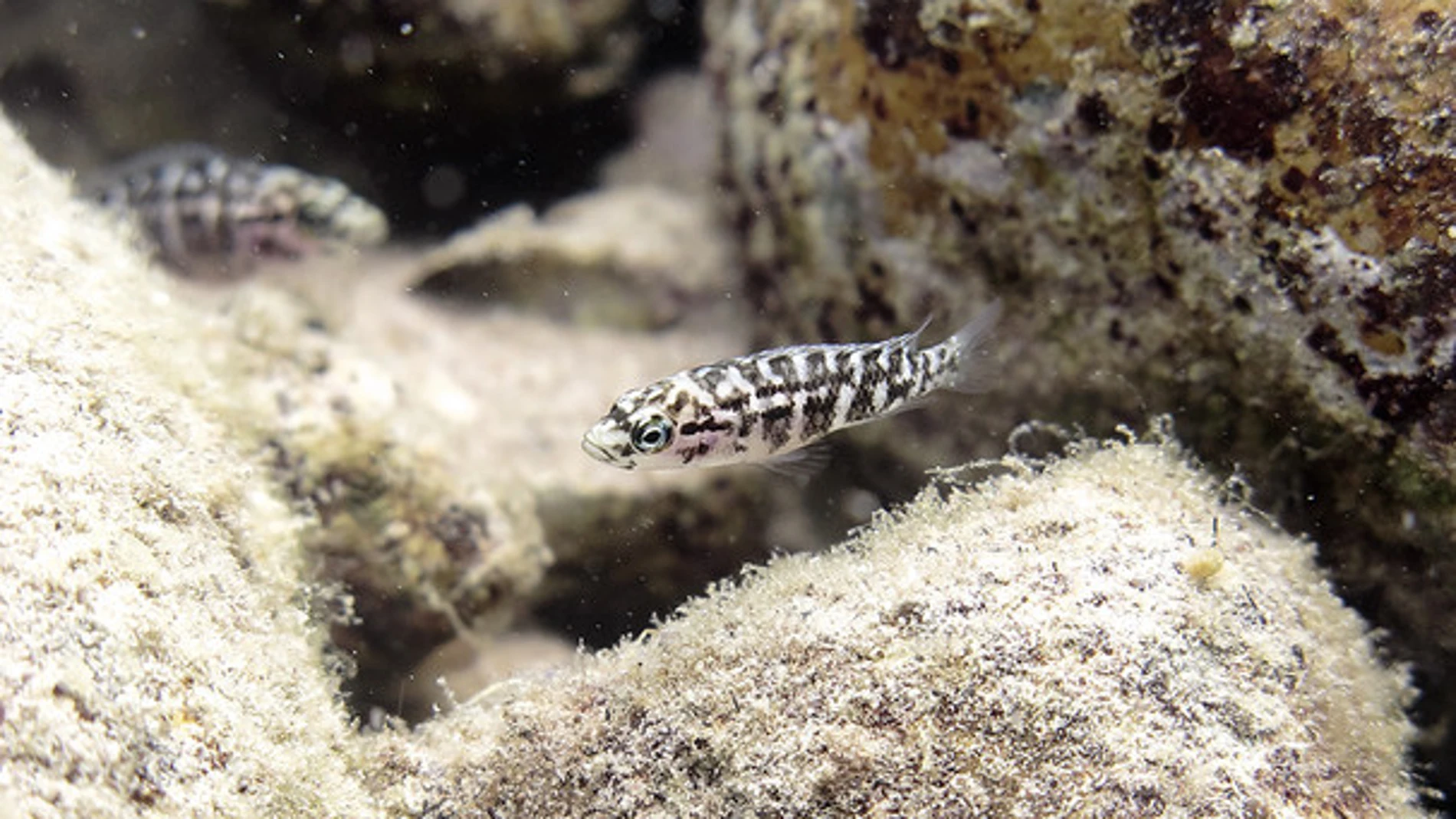 Estos pequeños peces ayudan a mantener limpias las oquedades de las rocas para capturar a las gambas