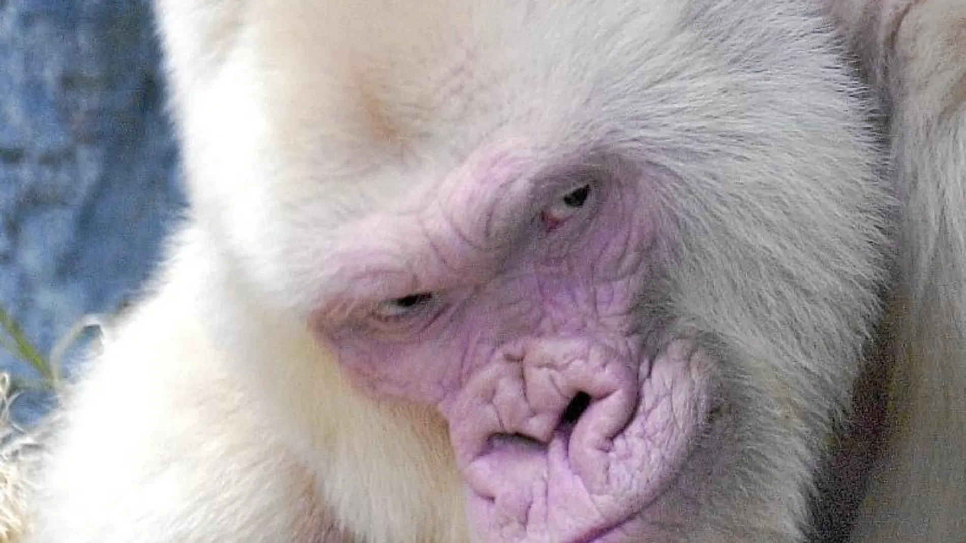 La endogamia convirtió a Copito de Nieve en un gorila blanco