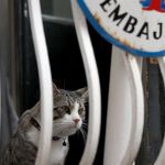 El gato, que vivía con Assange en la embajada tiene cuenta propia en Twitter e Instagram