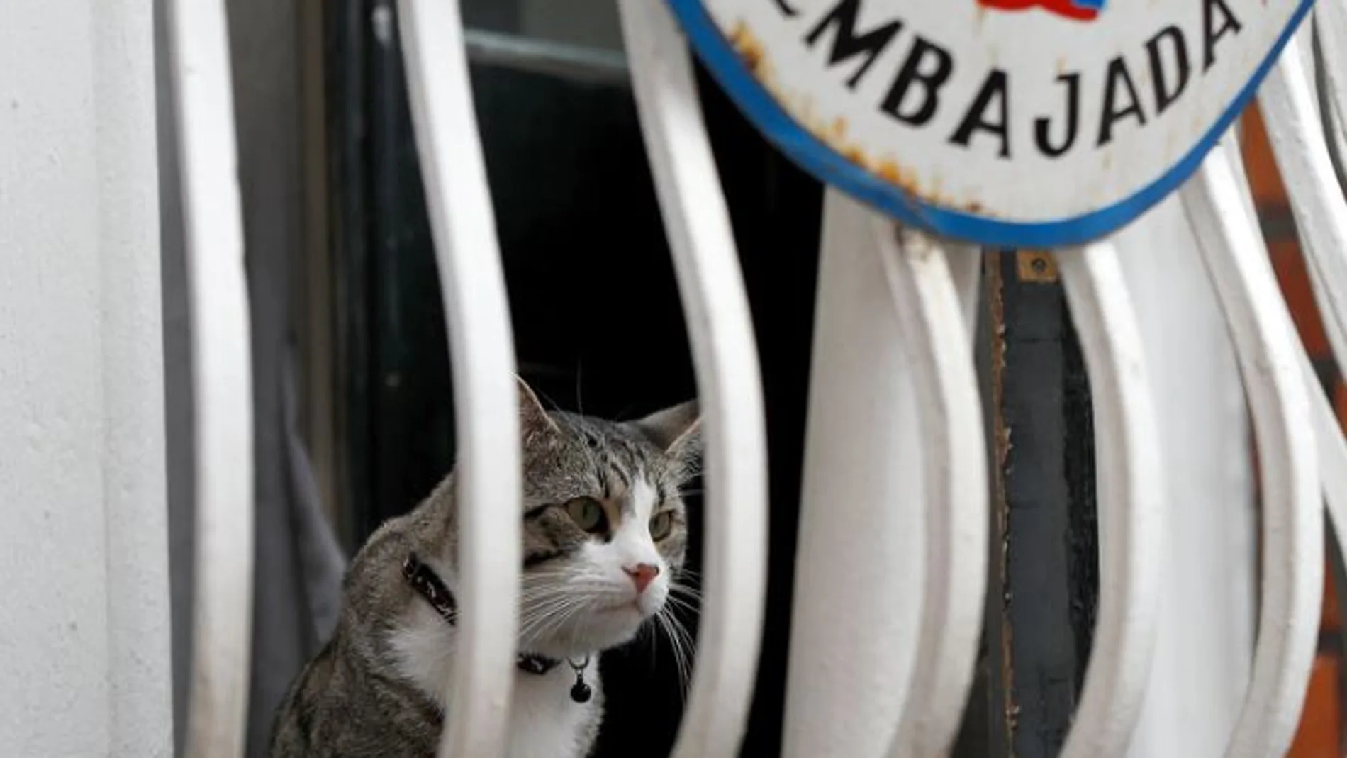 El gato, que vivía con Assange en la embajada tiene cuenta propia en Twitter e Instagram