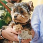 Uno de los perros malagueños que cuenta con su propio carnet de identidad y forma parte del censo canino obligatorio