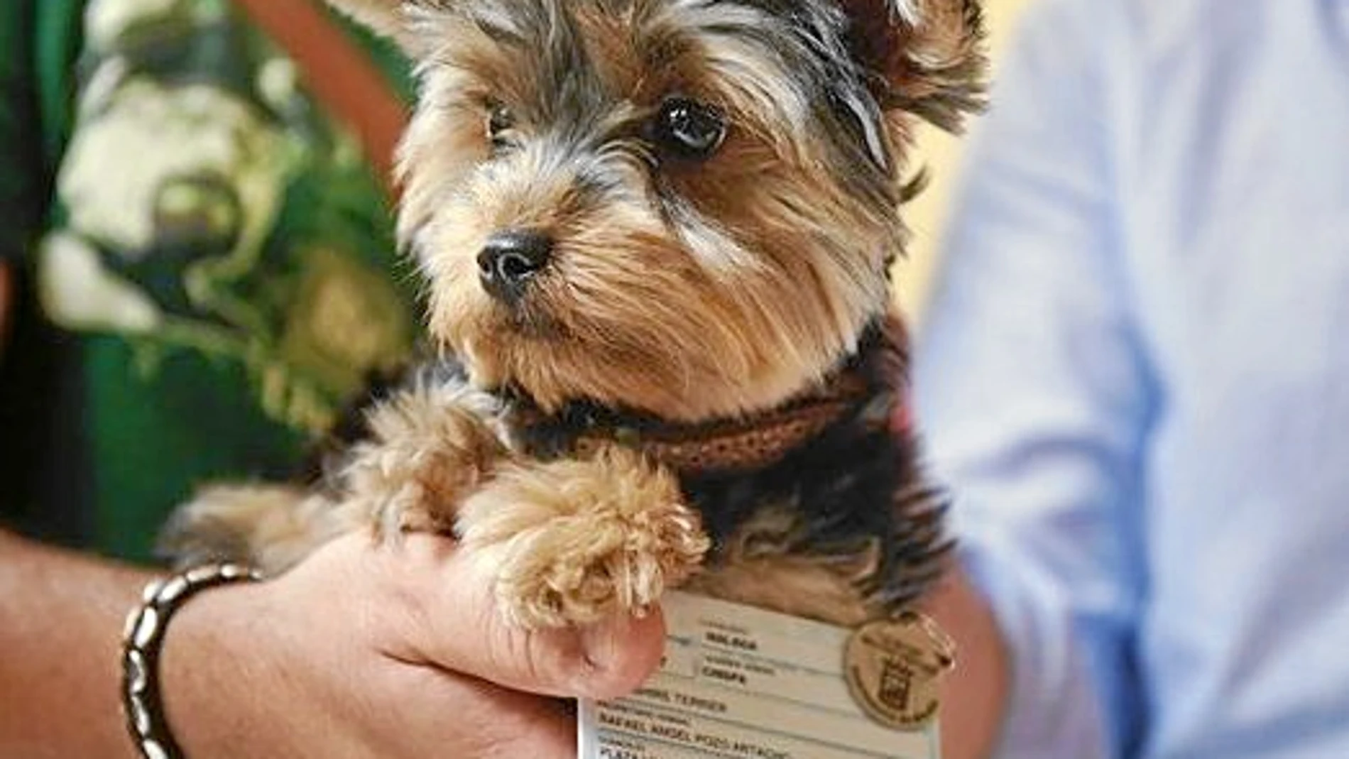 Uno de los perros malagueños que cuenta con su propio carnet de identidad y forma parte del censo canino obligatorio