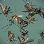 En la imagen, mosquitos transmisores del zika